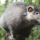 Image for article titled Rodents of Unusual Size Found in Volcanic Lost World